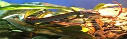 Python Snake reptiles for sale: Snakes for rehoming  - Advert 11