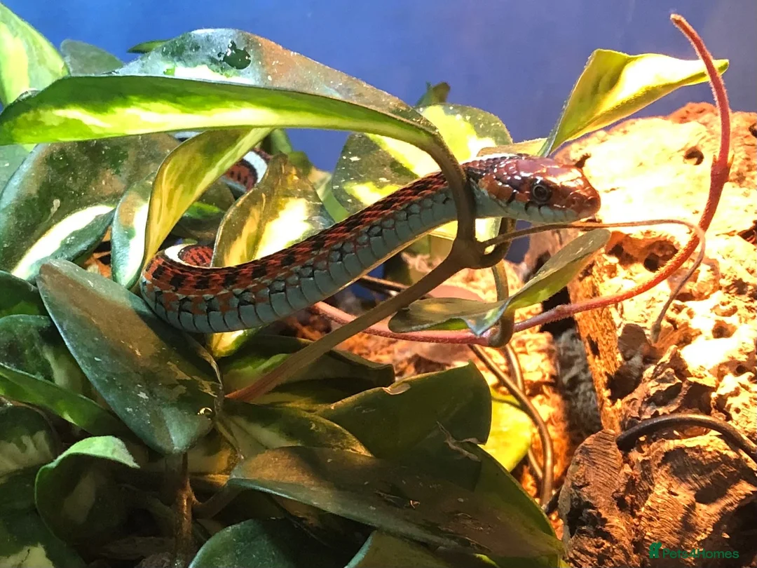 Python Snake reptiles for sale: Snakes for rehoming  - Advert 11