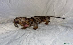 Dachshund dogs for sale: Beautiful litter of 7 dachshund puppies - Image 2