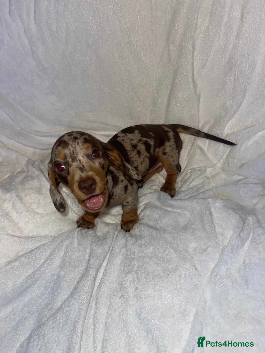 Dachshund dogs for sale: Beautiful litter of 7 dachshund puppies - Image 2