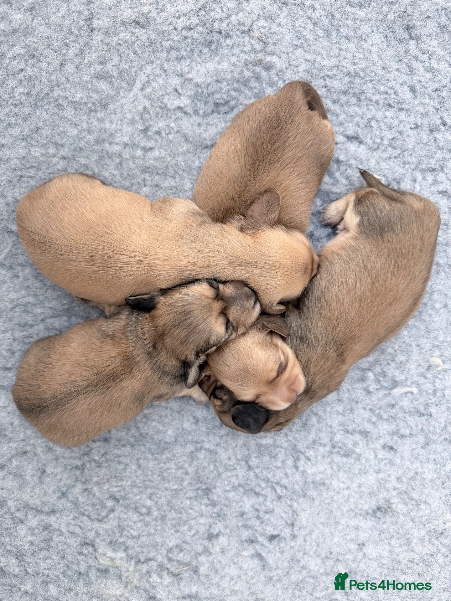 Miniature Dachshund dogs Long haired shaded creams  - Advert 2