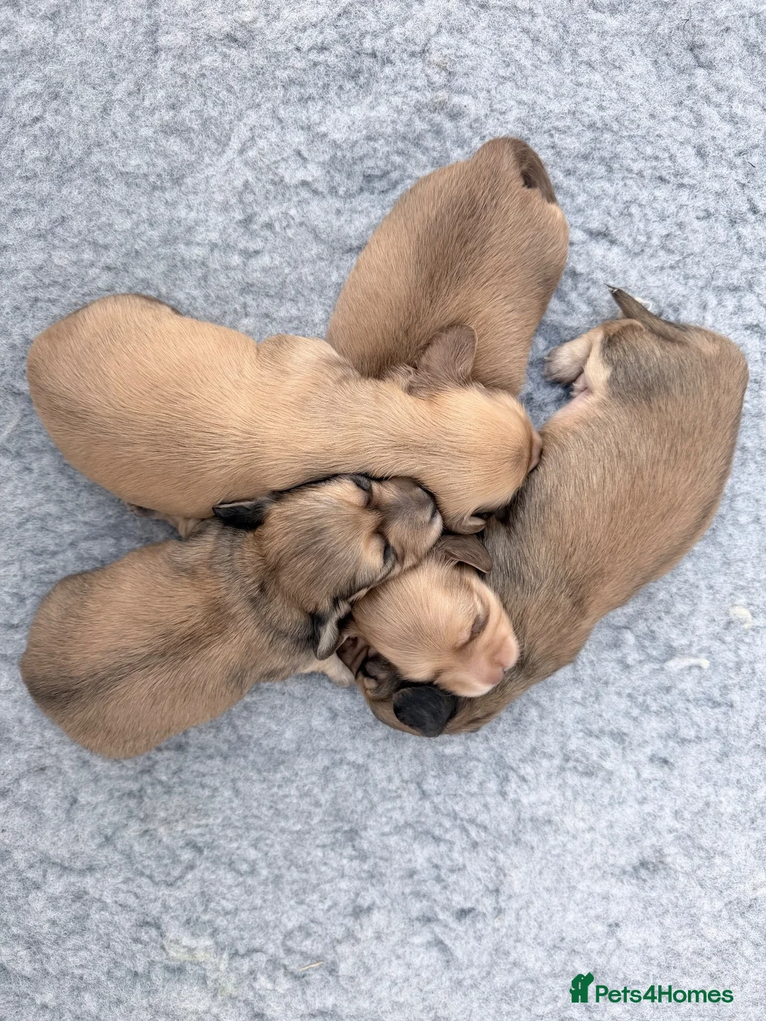 Miniature Dachshund dogs for sale: Long haired shaded creams  - Advert 1