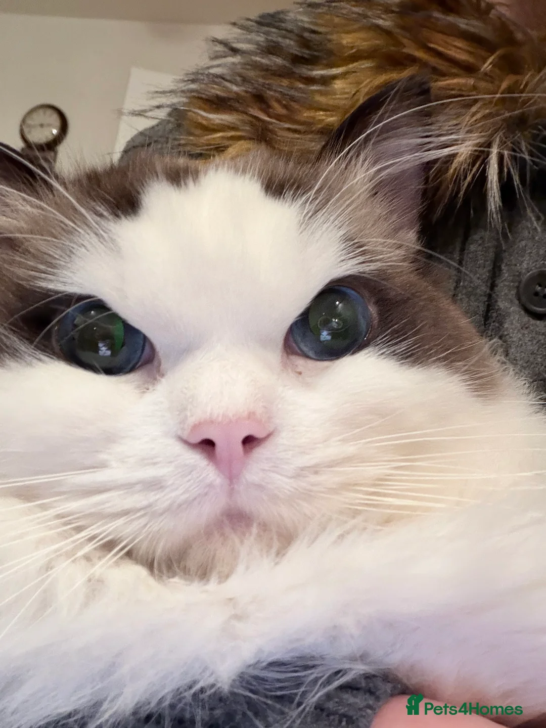 Ragdoll cats for stud: Ragdoll Stud Available – Exceptional open face - Advert 3