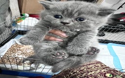 British Shorthair cats for sale: British short hair kittens - Image 2