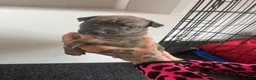 Greyhound dogs for sale: Grayhound x bullmastiff  - Advert 8