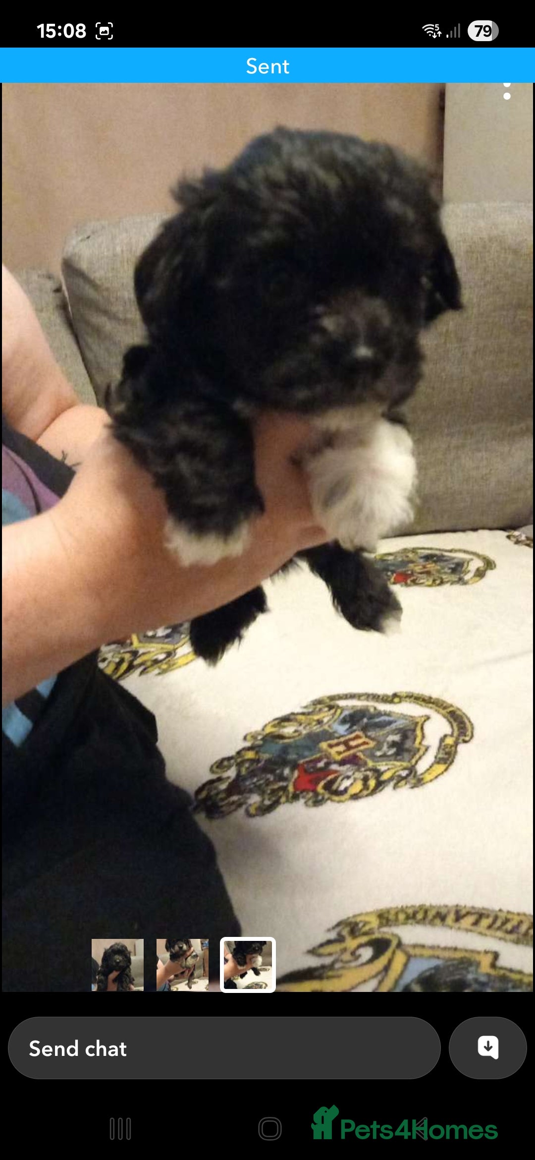 Mixed Breed dogs for sale: Hypoallergenic pups - Image 1