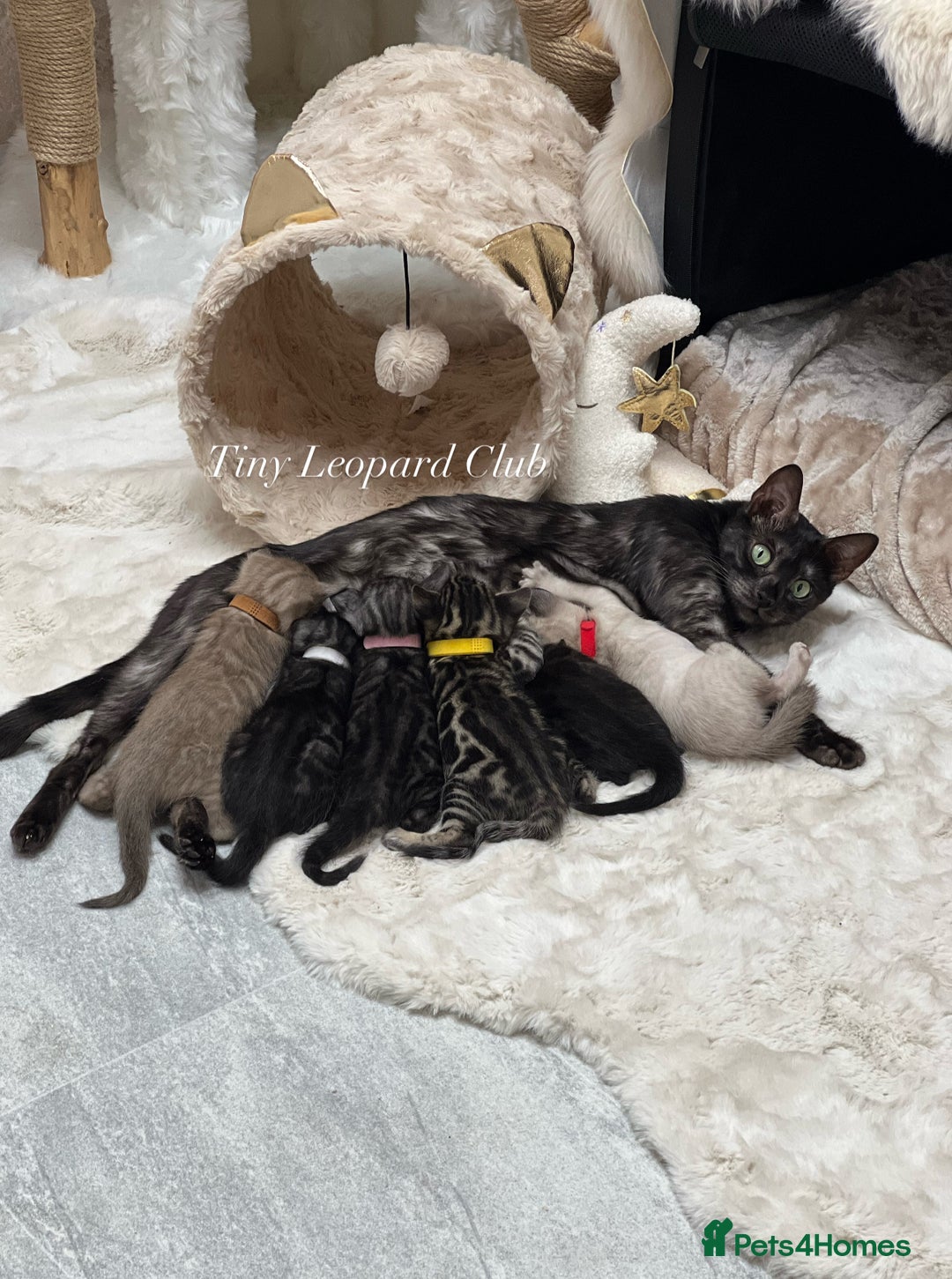 Bengal cats for sale: International Championship, Full Pedigree Bengals - Image 13