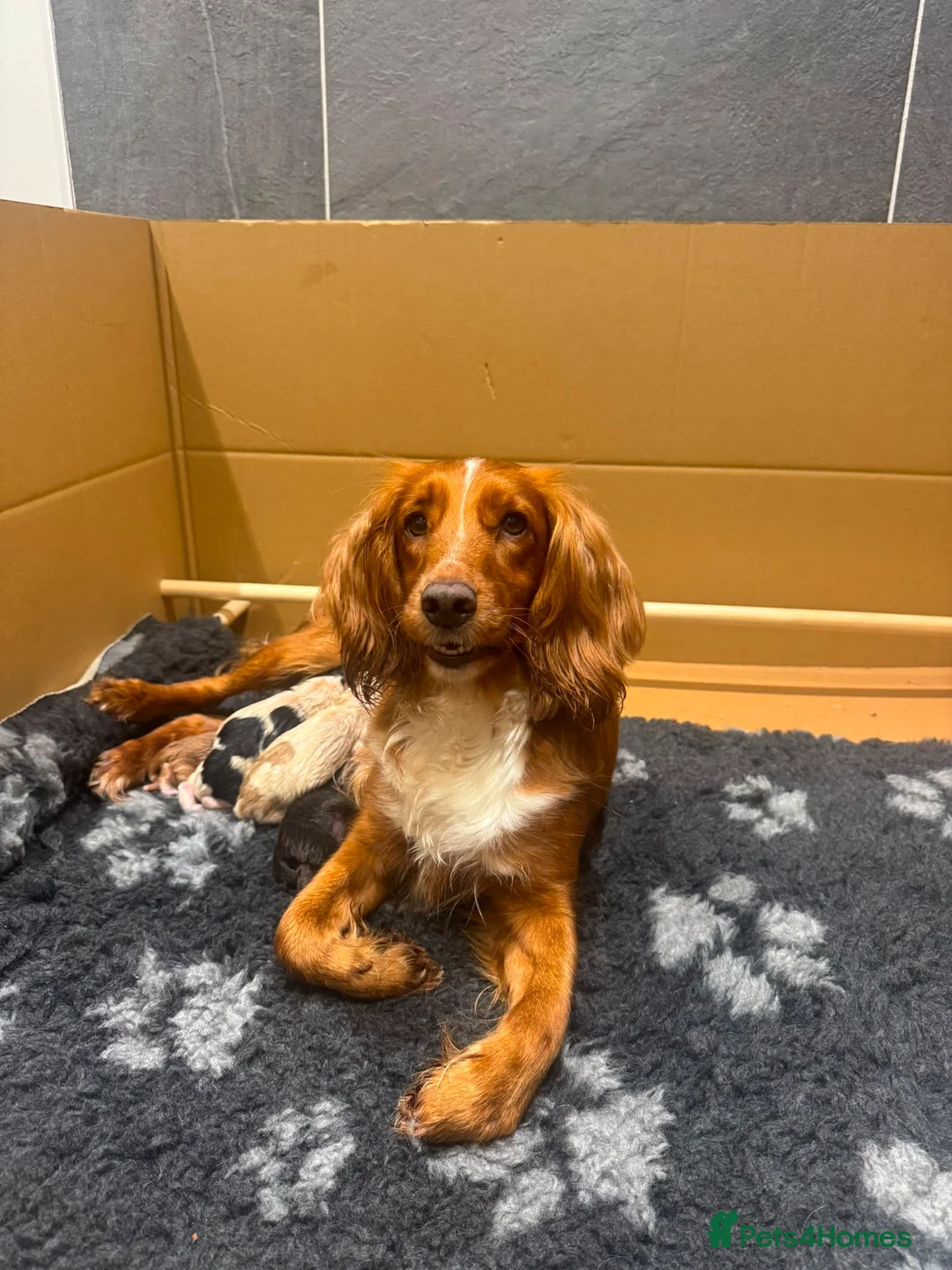 Cocker Spaniel dogs for sale: Working cocker Spaniels  - Advert 14