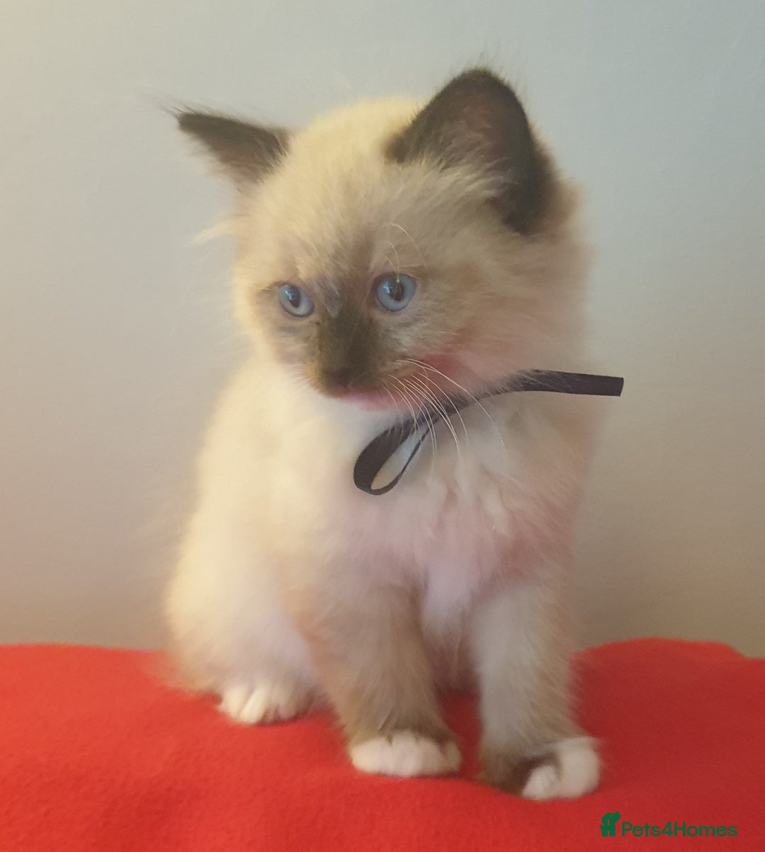 Ragdoll cats for sale: 4 beautiful ragdoll kittens for sale - Oxford - Image 8
