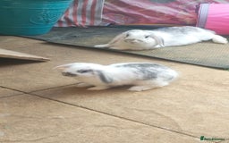 Dwarf Lop rabbits for sale: Two beautiful baby bunnies  - Image 8