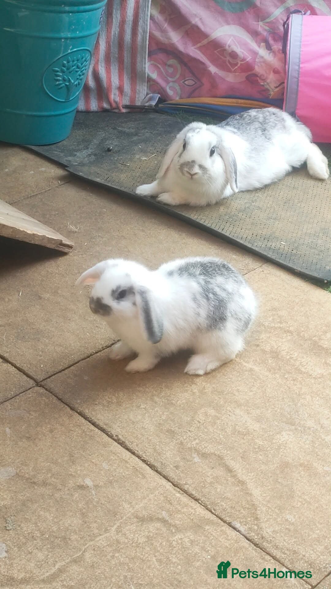 Dwarf Lop rabbits for sale: Two beautiful baby bunnies  - Image 8