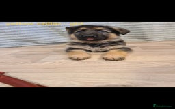 German Shepherd dogs for sale: 🐾Adorable 8-Week-Old German shepherd puppies🐾 - Image 35