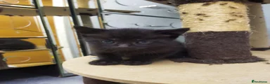 Coal 