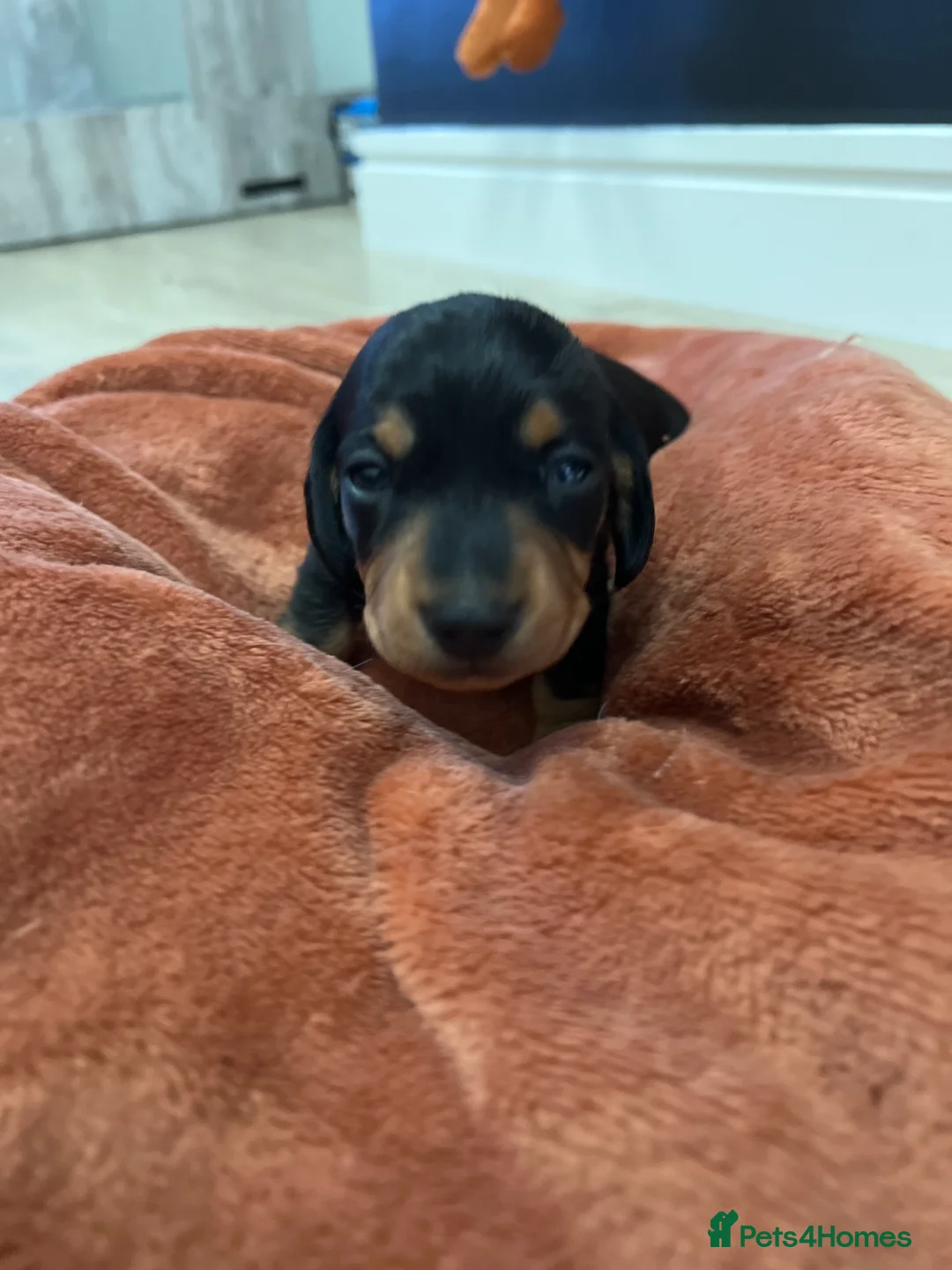 Miniature Dachshund dogs for sale: Champion line miniature dachshunds KC REG PRACLEAR - Advert 27