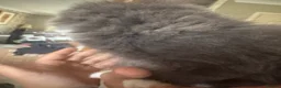 Mixed Breed cats for sale: Beautiful mixed grey kittens - Advert 5