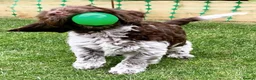 Cockapoo dogs for sale: F1b Cockapoos due 24th May - Advert 15