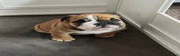 English Bulldog dogs for sale: English Bulldog KC reg - Advert 25