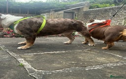 Olde English Bulldogge dogs for stud: Olde English Bulldog F3 - Image 3
