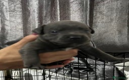 Staffordshire Bull Terrier dogs for sale: Staffordshire bull terrier puppies - Image 14
