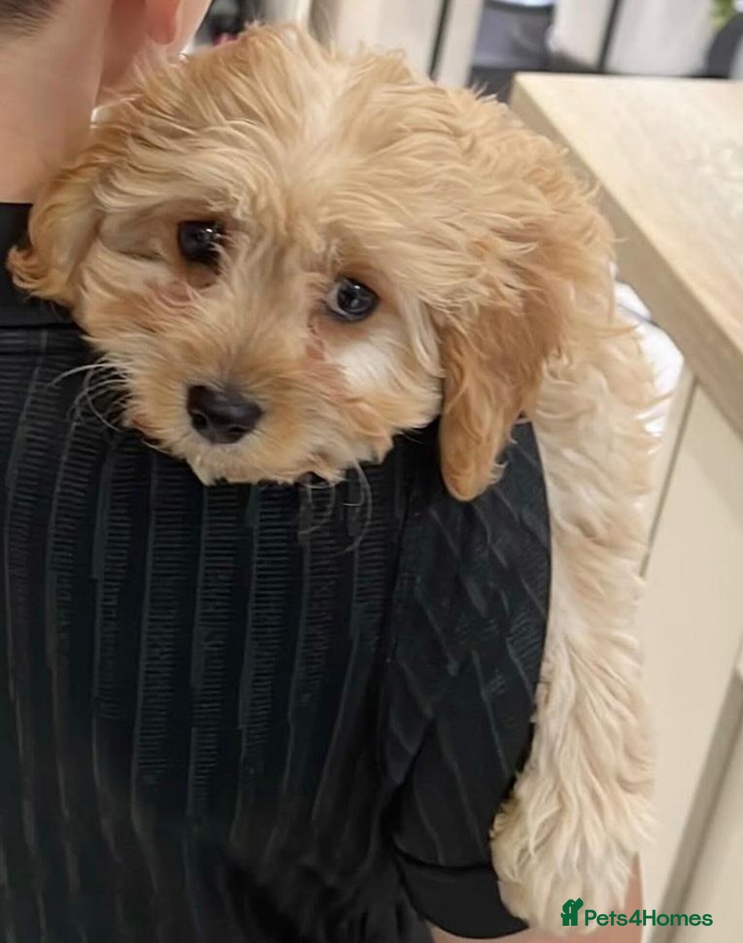 Cavapoo dogs for sale: Cavapoo puppies - Advert 6