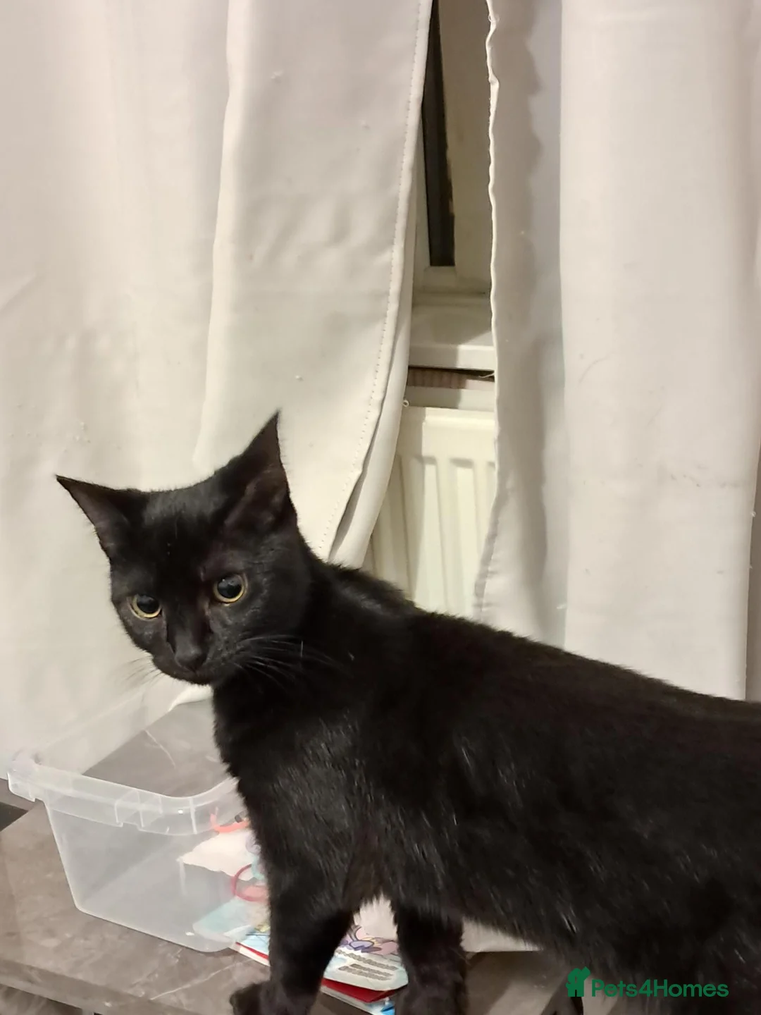 Bombay cats for sale: Bombay famale cat - Advert 2