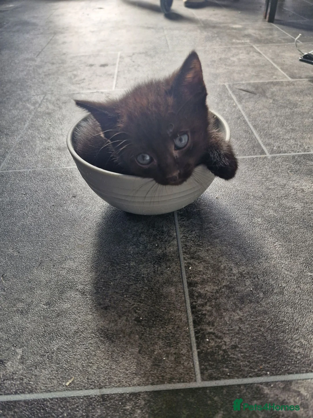 Mixed Breed cats for sale: Kittens  - Advert 5