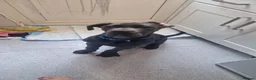 Cane Corso dogs for sale: Cane corso puppy. in London - Advert 3