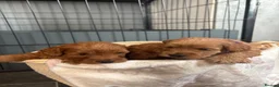 Cockapoo dogs for sale: Extensively health tested F1b cockapoos - Advert 5