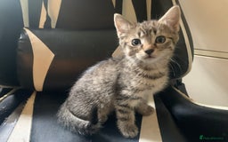 Mixed Breed cats for sale: Five Gorgeous Kittens available now ! - Image 35