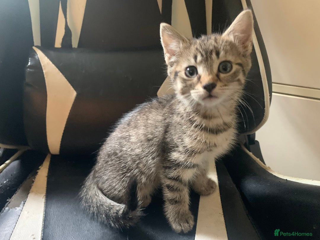 Mixed Breed cats for sale: Five Gorgeous Kittens available now ! - Image 35