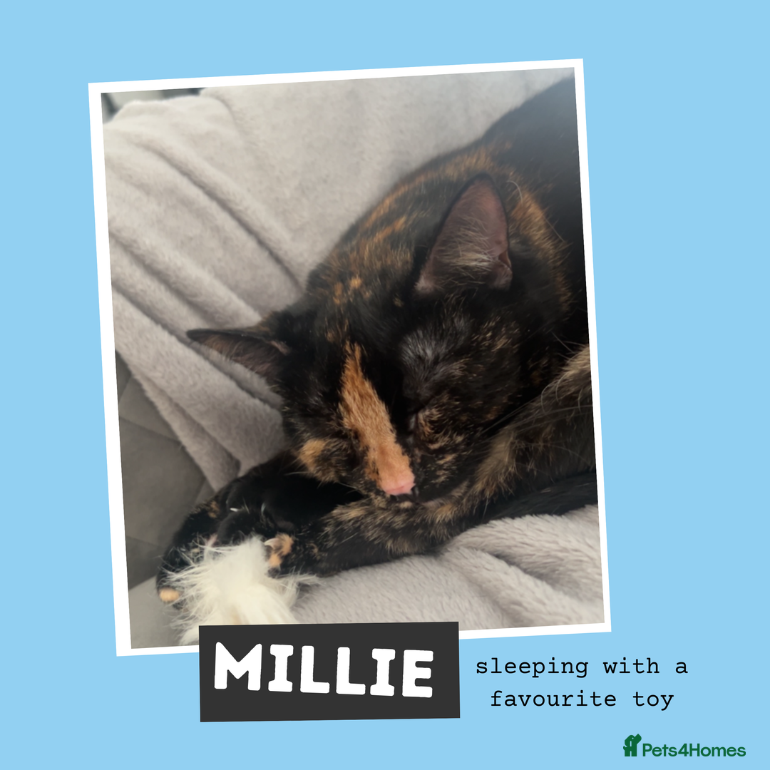 Mixed Breed cats for adoption: Tortitude in a Small Bod - Image 4