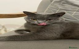 British Shorthair cats for sale: British shorthair  - Image 6