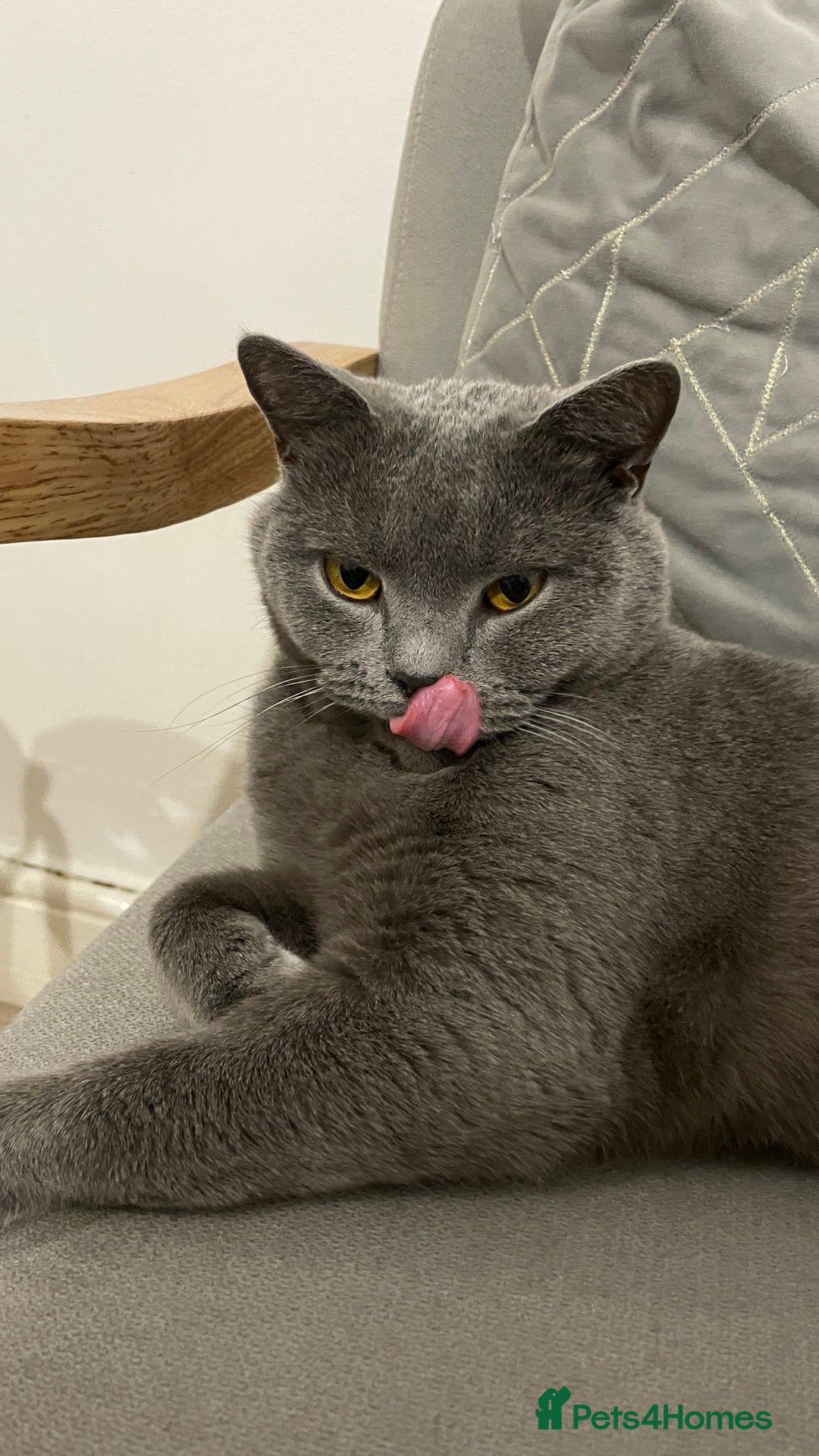 British Shorthair cats for sale: British shorthair  - Image 6