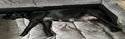 Cane Corso dogs for sale: 🐾 Beautiful Cane Corso Puppies for Sale 🐾 - Advert 2