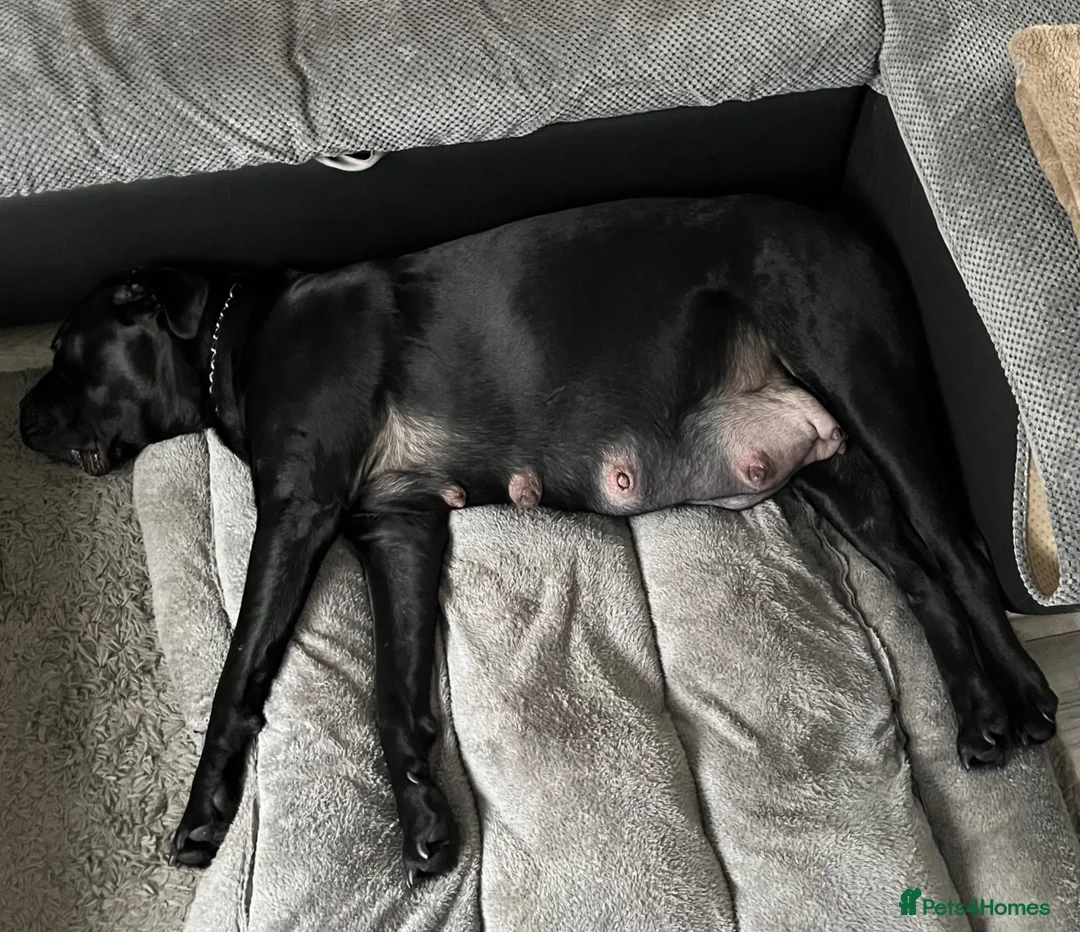 Cane Corso dogs for sale: 🐾 Beautiful Cane Corso Puppies for Sale 🐾 - Advert 2