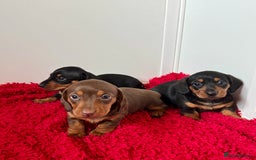 Dachshund dogs for sale: Mini dachshund puppies, PRA clear, health tested - Image 20