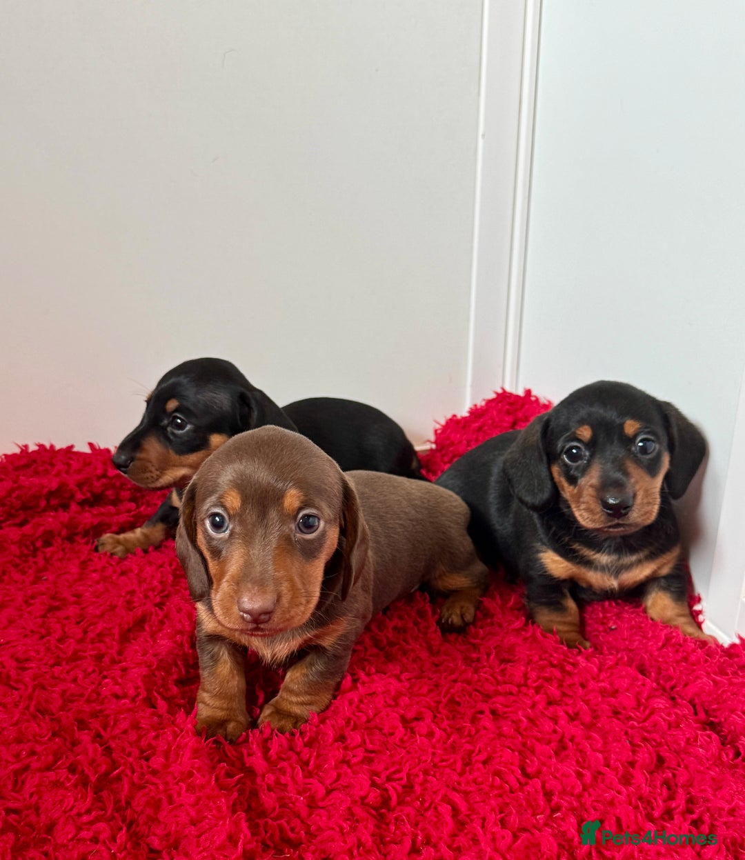 Dachshund dogs for sale: Mini dachshund puppies, PRA clear, health tested - Image 20
