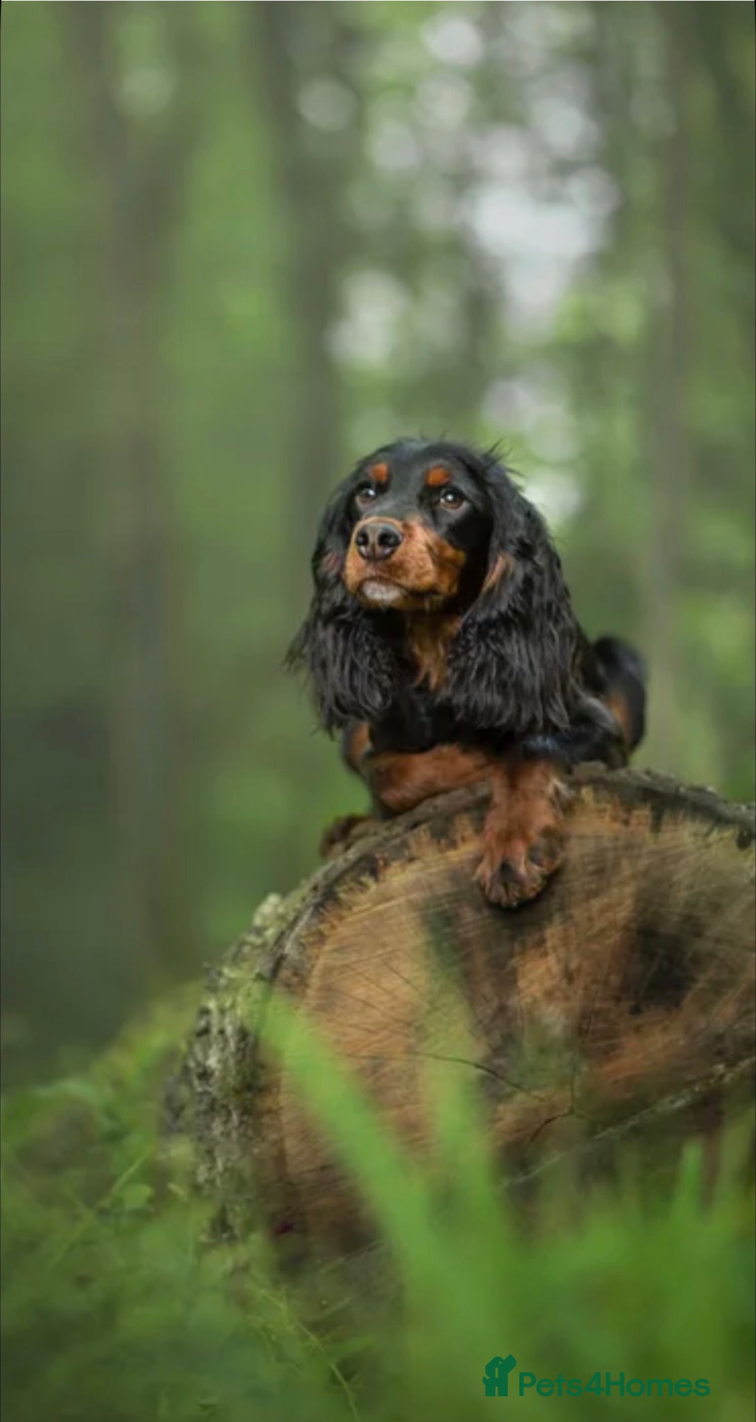 Cocker Spaniel dogs Working Cocker Spaniel Puppies for Sale - Advert 2