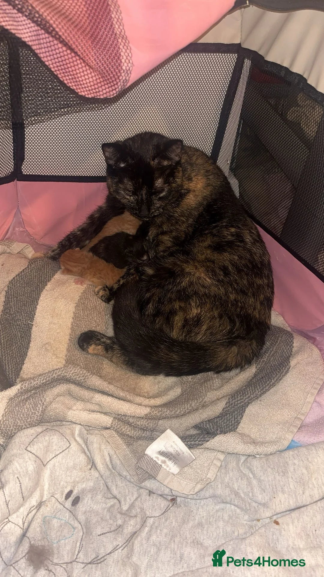 Domestic Shorthair cats for sale: Tassia Thomas - Advert 3