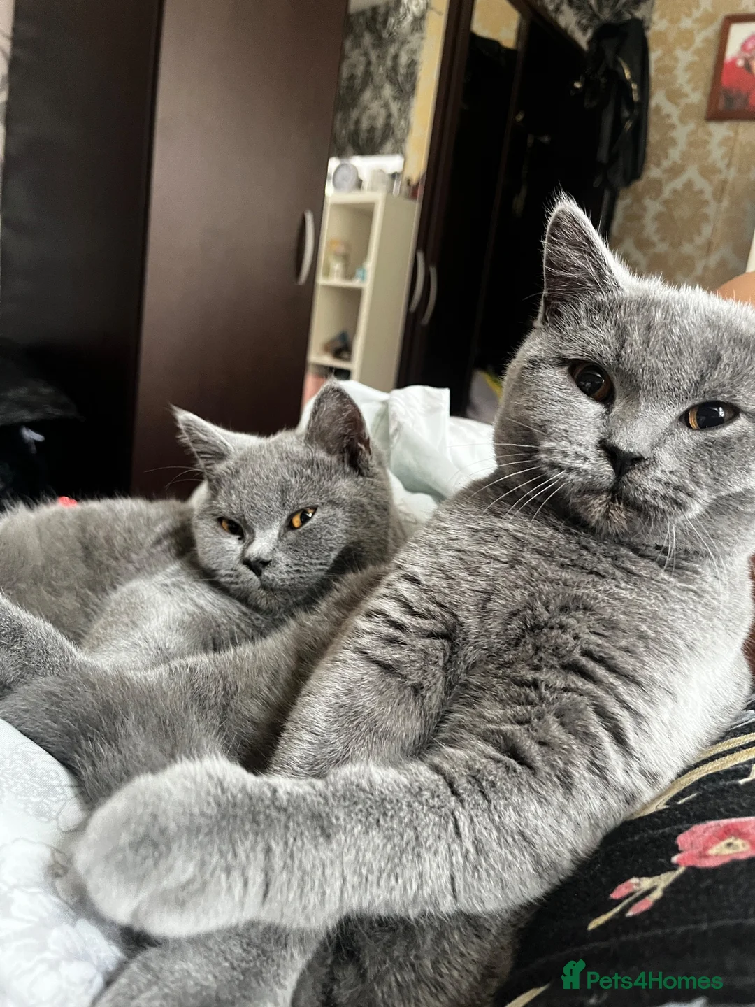British Shorthair cats for sale: 2 boys is looking home  - Advert 1