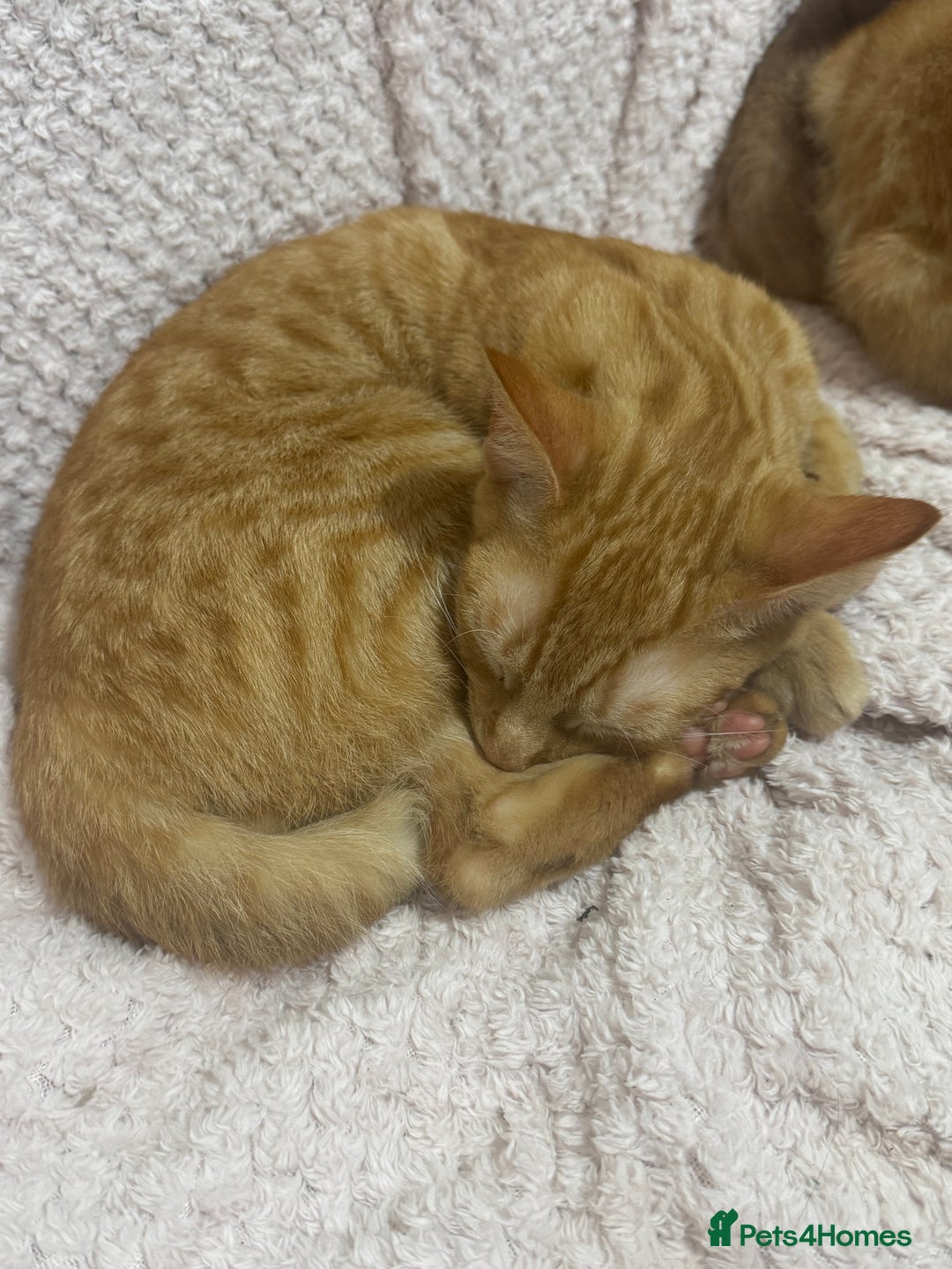 Domestic Shorthair cats for sale: Beautiful 18 week Old kittys  - Advert 3