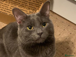 Mixed Breed cats in Enfield - Advert 4