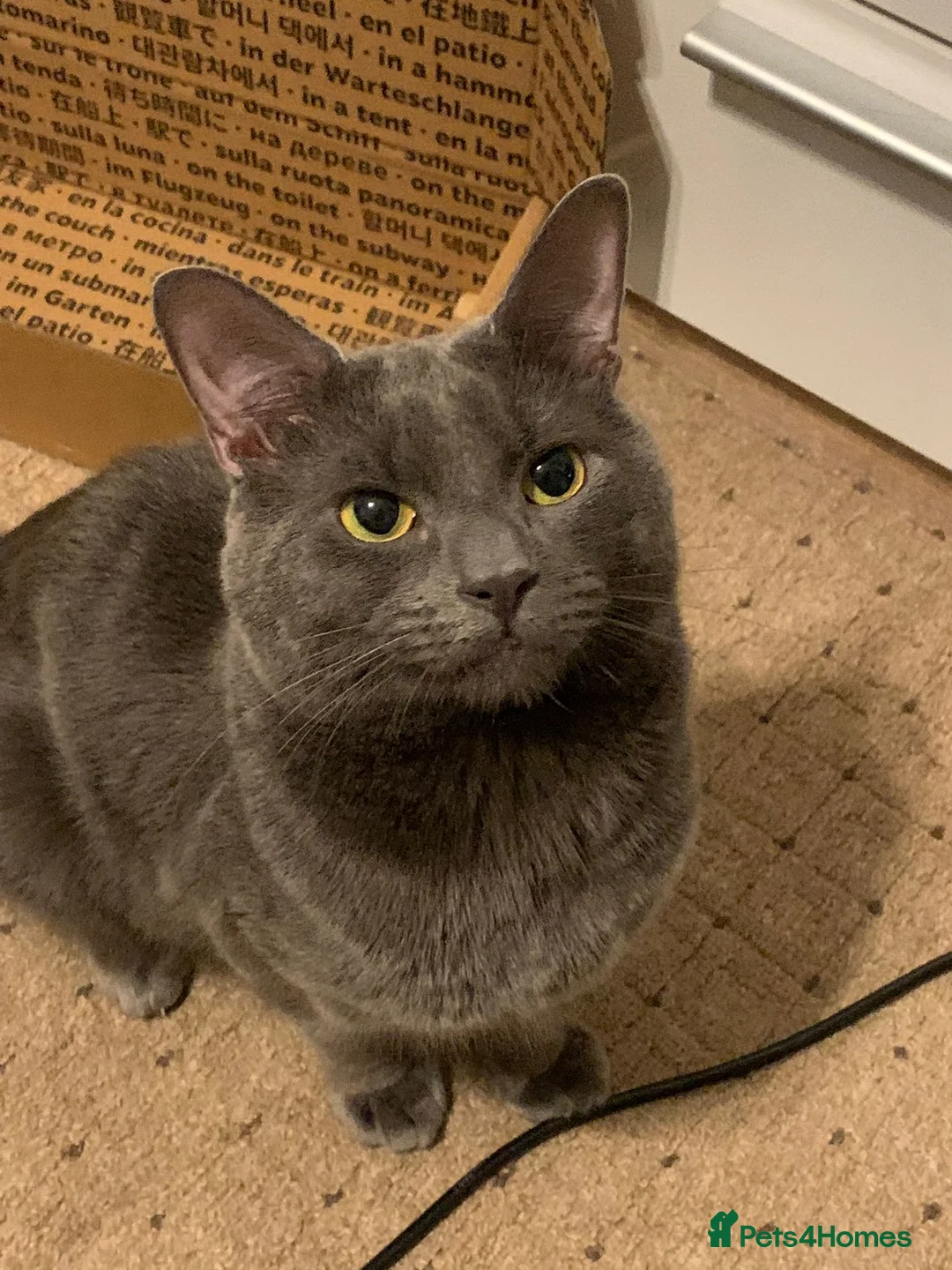 Mixed Breed cats for stud: X British Shorthair male cats for stud only - Advert 1