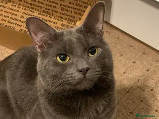 Mixed Breed cats X British Shorthair male cats for stud only - Advert 1