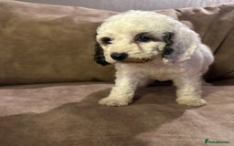 Cockapoo dogs for sale: Roan and sable cockapoos - Advert 8