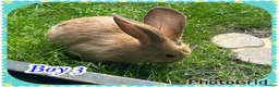 Continental Giant rabbits for sale: Continental giant babies 3girls & 1 boy left - Advert 4