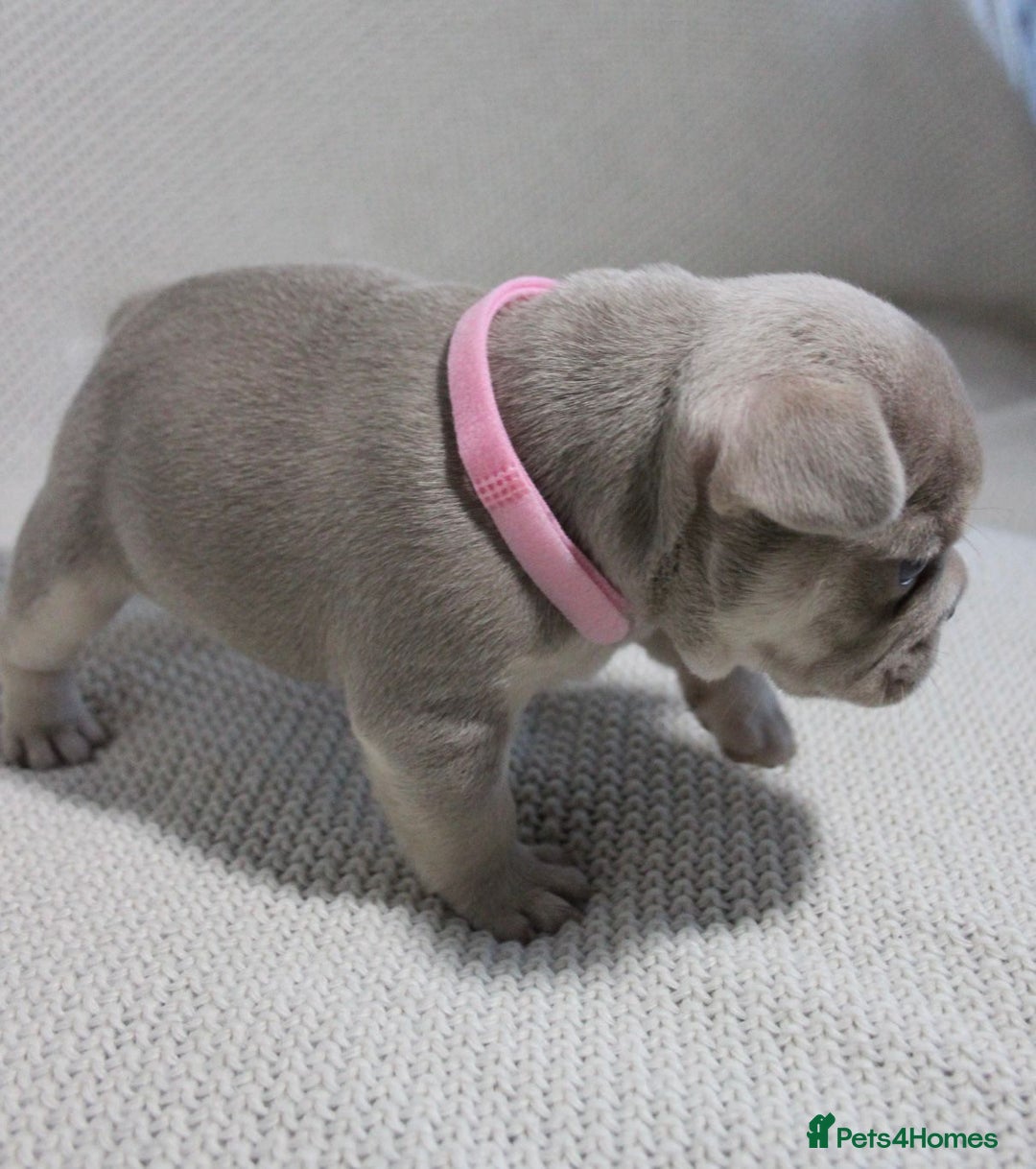 French Bulldog dogs for sale: Last 1 available,New shade Isabella French bulldog - Advert 15