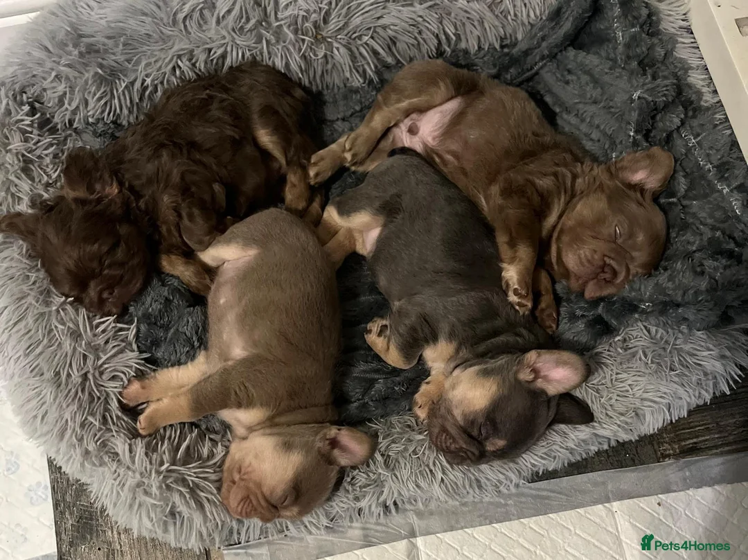 French Bulldog dogs for sale: New shade  **  fluffy /floodle producers  in Burton-on-Trent - Advert 2