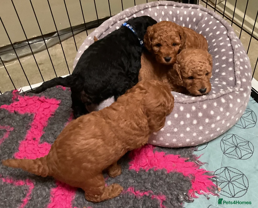 Cockapoo dogs for sale: COCKAPOO PUPPIES RED & BLACK in CAMBRIDGESHIRE  - Advert 19