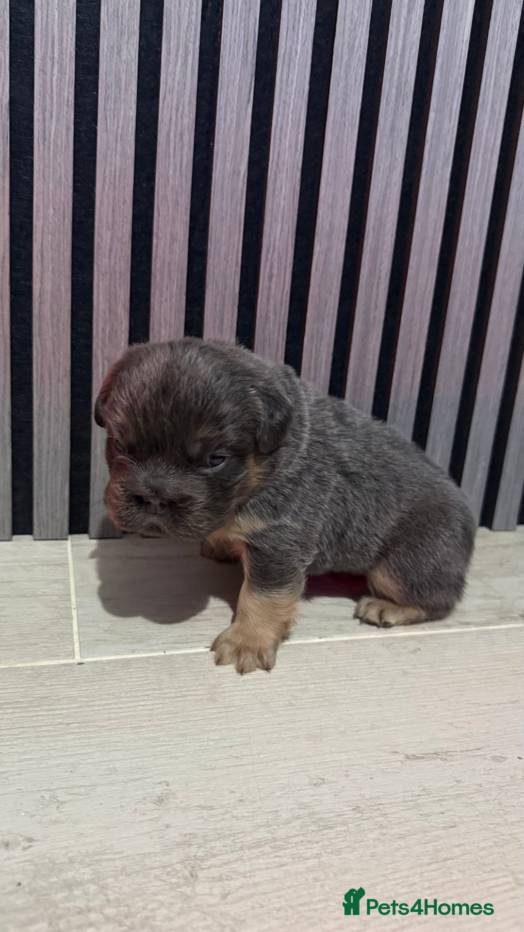 French Bulldog dogs for sale: Lilac & tan fluffies/ **  - Advert 4